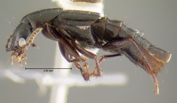 Media type: image;   Entomology 32393 Aspect: habitus lateral view